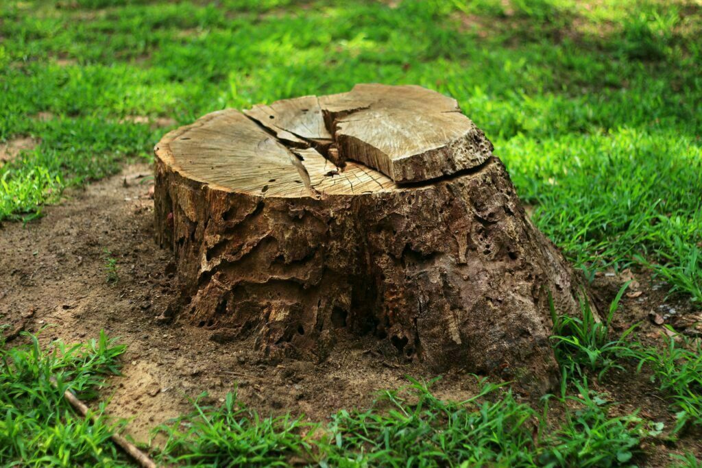 Tree Removal and Hazardous Tree Removal Services in Longview, Texas